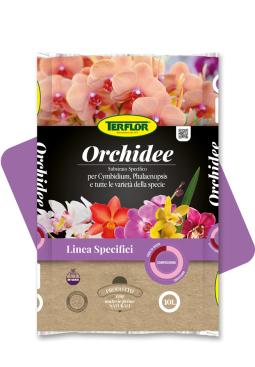 Orchidee