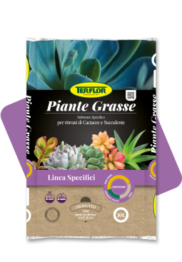 Piante grasse