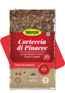 Corteccia di Pinacee