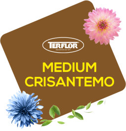 Medium  Crisantemo PF