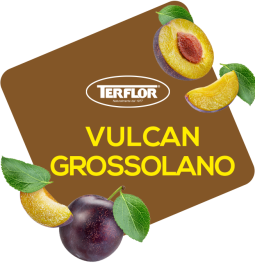 Vulcan  Grossolano