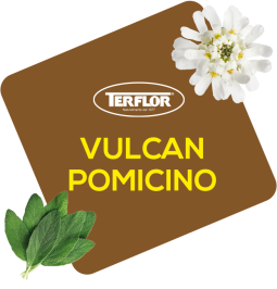 Vulcan  Pomicino